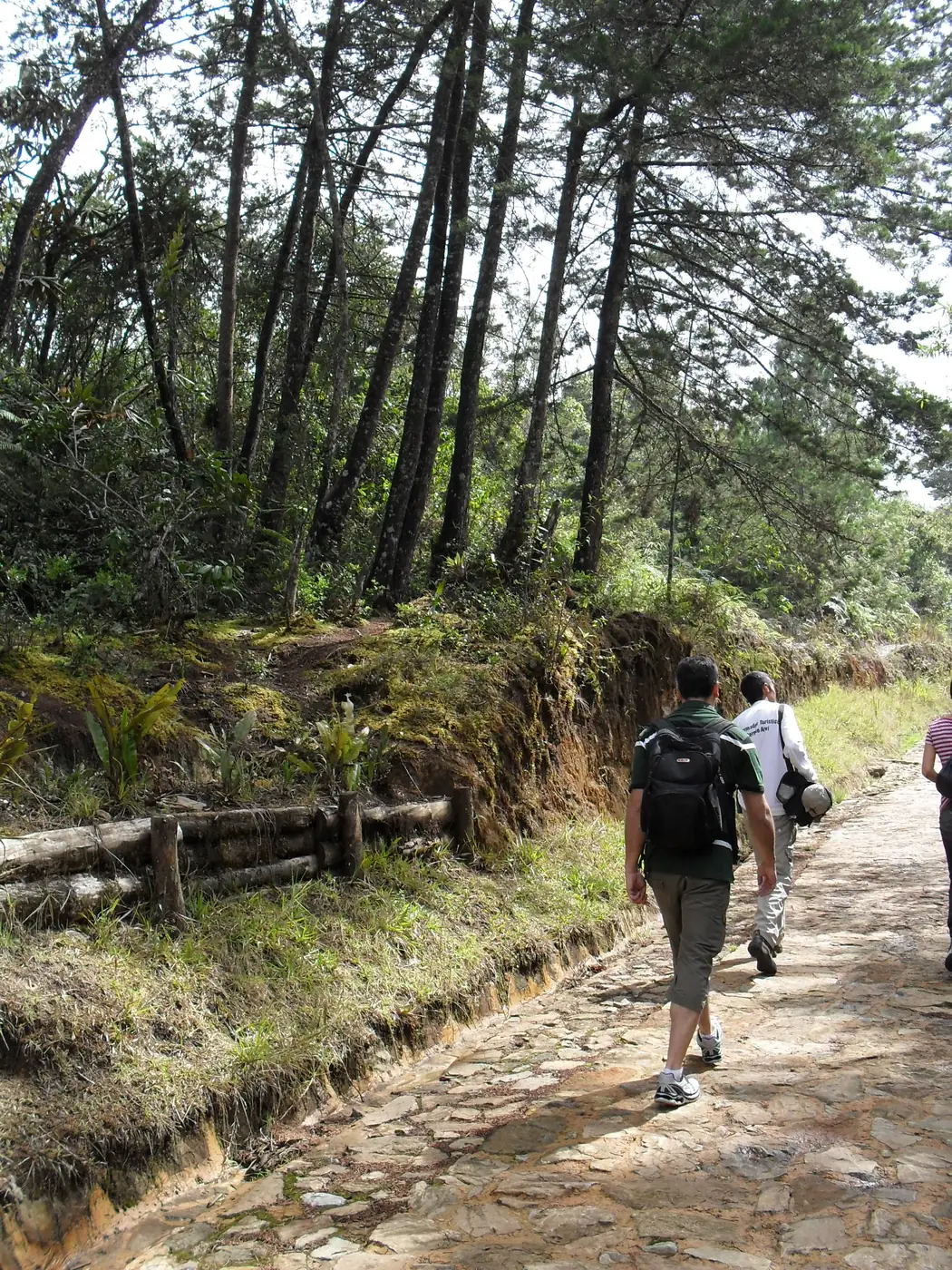A trail through the forest in Parque Arví