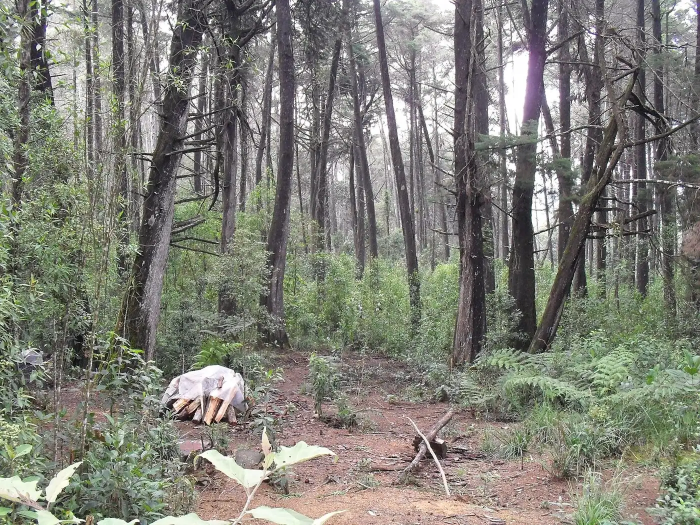 Forest in Parque Arví