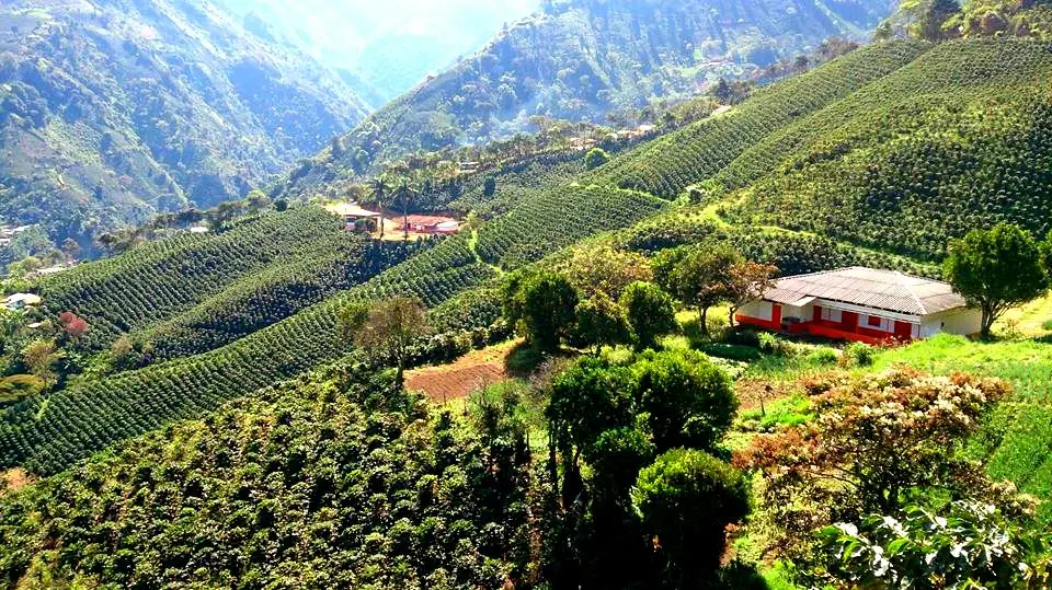 Coffee fields near Bolívar, Antioquia