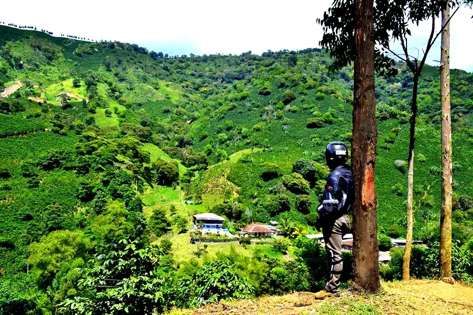 Rows of coffee bushes near Bolívar, Antioquia