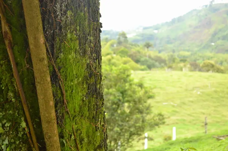 Coffee slopes at Finca El Ocaso in Salento, Quindío
