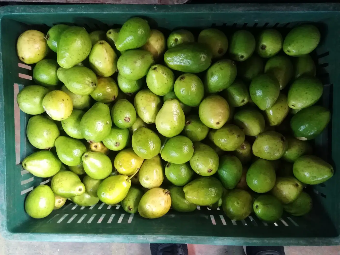 Credit: TEspiral, CC BY-SA 4.0, via Wikimedia Commons Green guavas at Plaza Minorista in Medellín